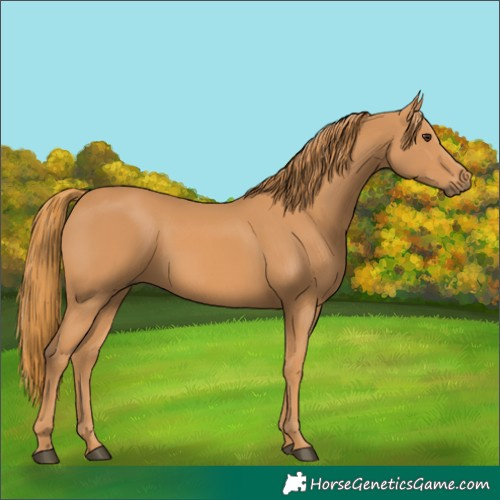 Horse Color:Unknown 