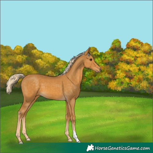 Horse Color:Unknown 