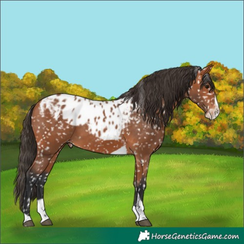 Horse Color:Bay Splash Tobiano Skewed Appaloosa