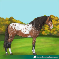 Horse Color:Bay Splash Tobiano Skewed Appaloosa