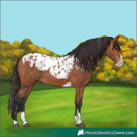 Horse Color:Bay Splash Tobiano Skewed Appaloosa 