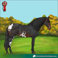 Horse Color:Brown Skewed Appaloosa 