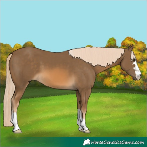 Horse Color:Chocolate Palomino 