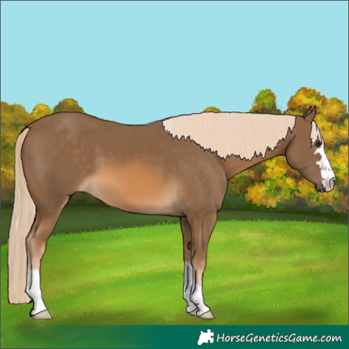 Horse Color:Chocolate Palomino 