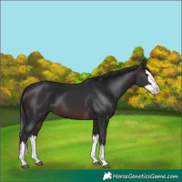 Horse Color:Brown Splash