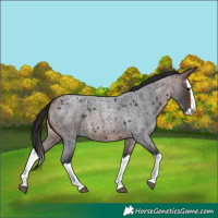 Horse Color:Brown Roan Splash 