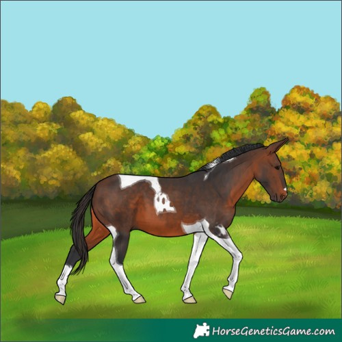 Horse Color:Brown Tobiano 