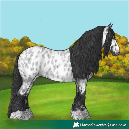 Horse Color:Blue Roan Near Leopard
