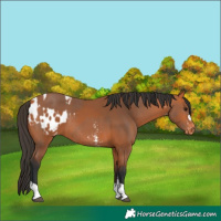 Horse Color:Bay Sabino Appaloosa Rabicano and Bay Tobiano Appaloosa Rabicano