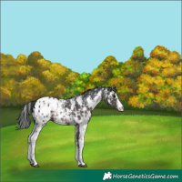 Horse Color:Brown Sabino Appaloosa 