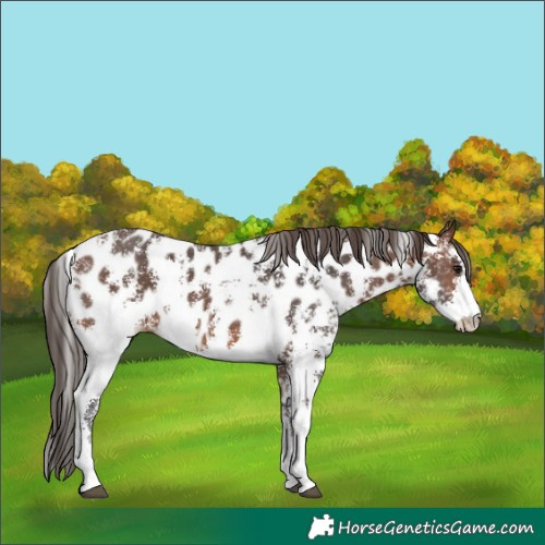 Horse Color:Brown Sabino Near Leopard 