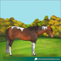 Horse Color:Bay Tobiano Appaloosa