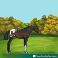 Horse Color:Bay Tobiano Appaloosa 