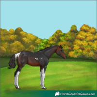 Horse Color:Bay Tobiano 