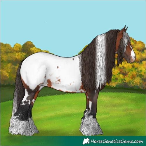 Horse Color:White Spotted Brown Appaloosa 