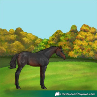 Horse Color:Bay 