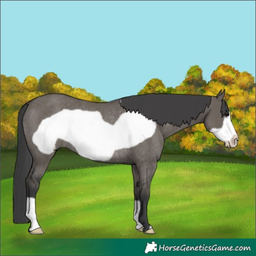 Horse Color:Grullo Frame Rabicano 
