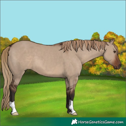 Horse Color:Liver Red Dun 