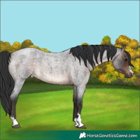 Horse Color:Brown Roan 