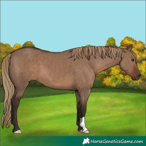 Horse Color:Liver Red Dun 
