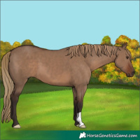 Horse Color:Liver Red Dun