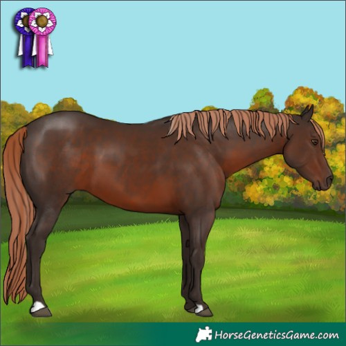 Horse Color:Liver Chestnut 
