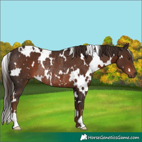 Horse Color:White Spotted Liver Chestnut Rabicano 