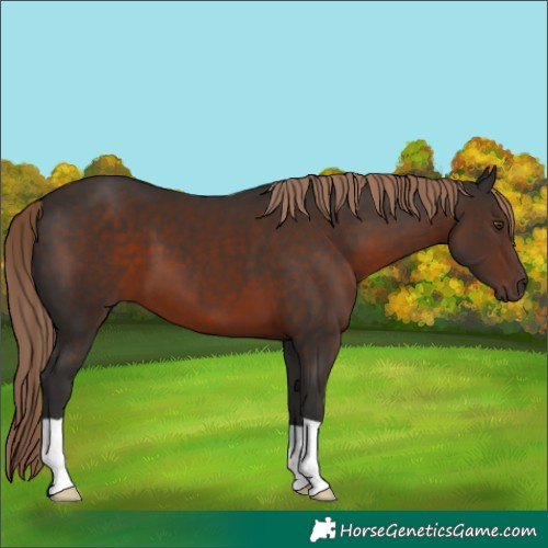 Horse Color:Liver Chestnut 