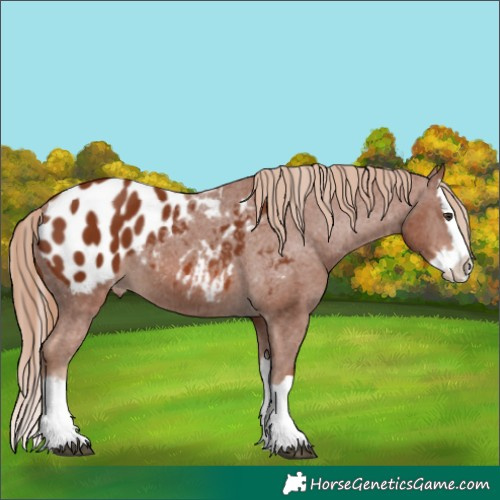 Horse Color:Chestnut Splash Appaloosa 