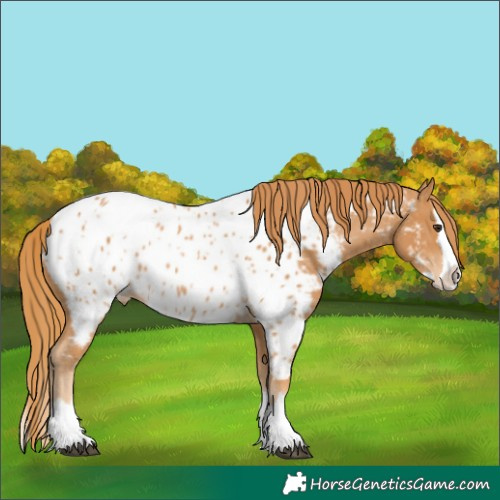 Horse Color:Chestnut Splash Appaloosa 