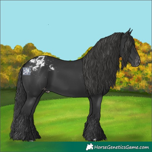 Horse Color:Black Appaloosa 