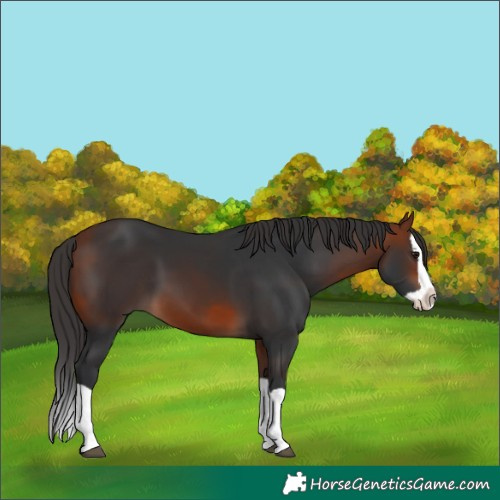 Horse Color:Bay Splash 