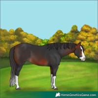 Horse Color:Bay Splash 