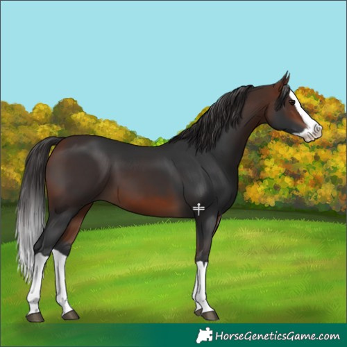 Horse Color:Bay Splash 