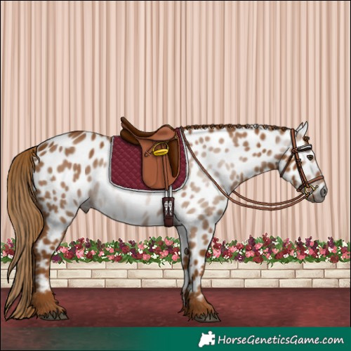 Horse Color:Gray Chestnut Appaloosa 