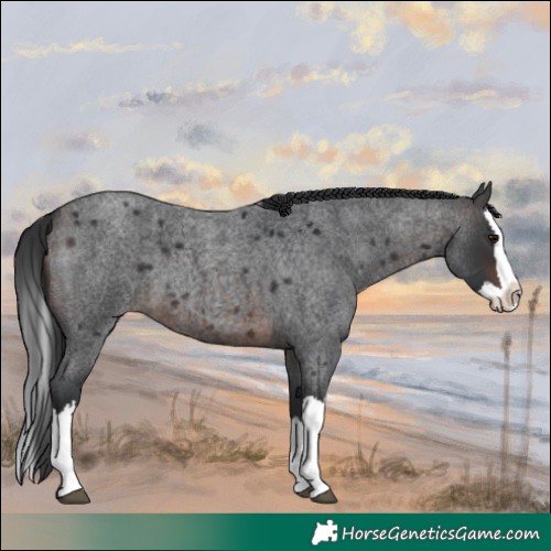 Horse Color:Brown Roan Splash 