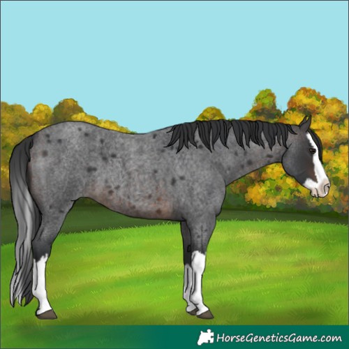 Horse Color:Brown Roan Splash 