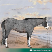 Horse Color:Brown Roan Splash