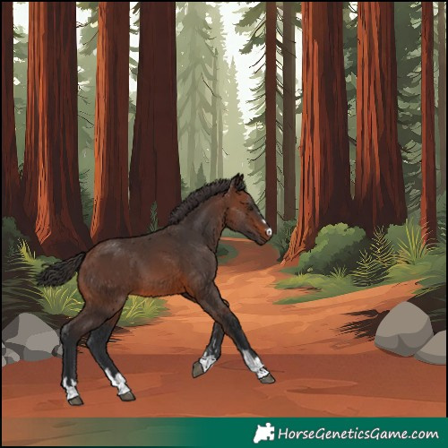 Horse Color:Brown 