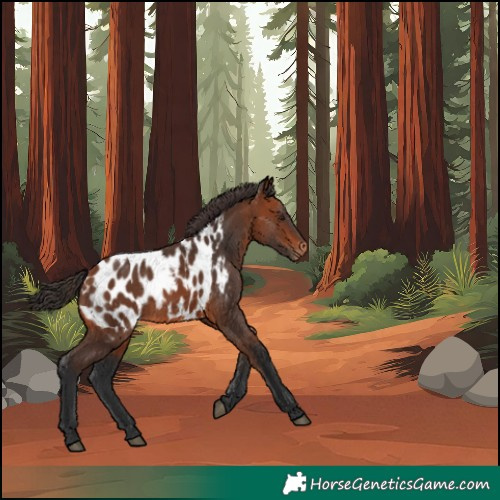Horse Color:Bay Near Leopard 