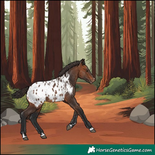 Horse Color:Bay Blanket 