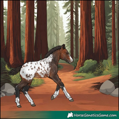 Horse Color:Bay Blanket 