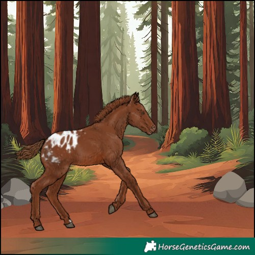 Horse Color:Chestnut Blanket 