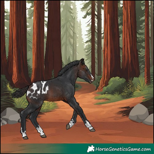 Horse Color:Brown Blanket 