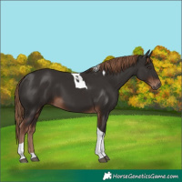 Horse Color:Liver Chestnut Tobiano 