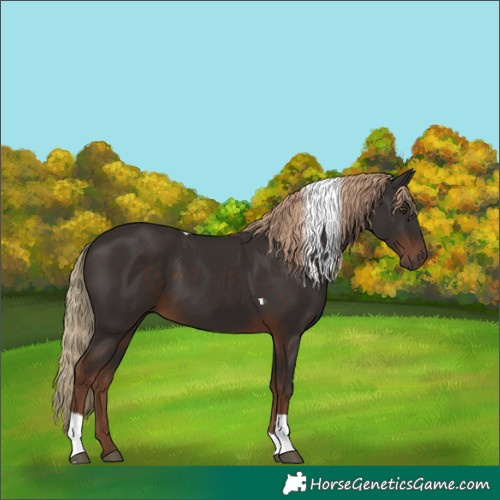 Horse Color:Liver Chestnut Tobiano 