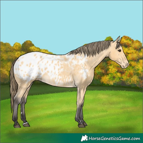 Horse Color:Buckskin Appaloosa 