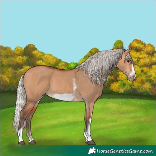 Horse Color:Silver Bay Dun Sabino Tobiano Frame Rabicano 