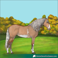 Horse Color:Silver Bay Dun Sabino Tobiano Frame Rabicano