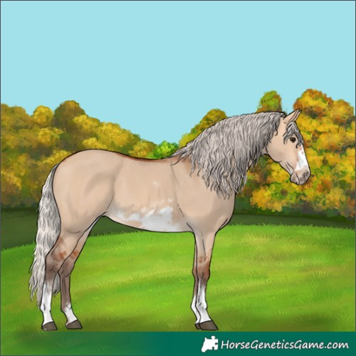 Horse Color:Silver Bay Dun Sabino Tobiano Frame Rabicano 